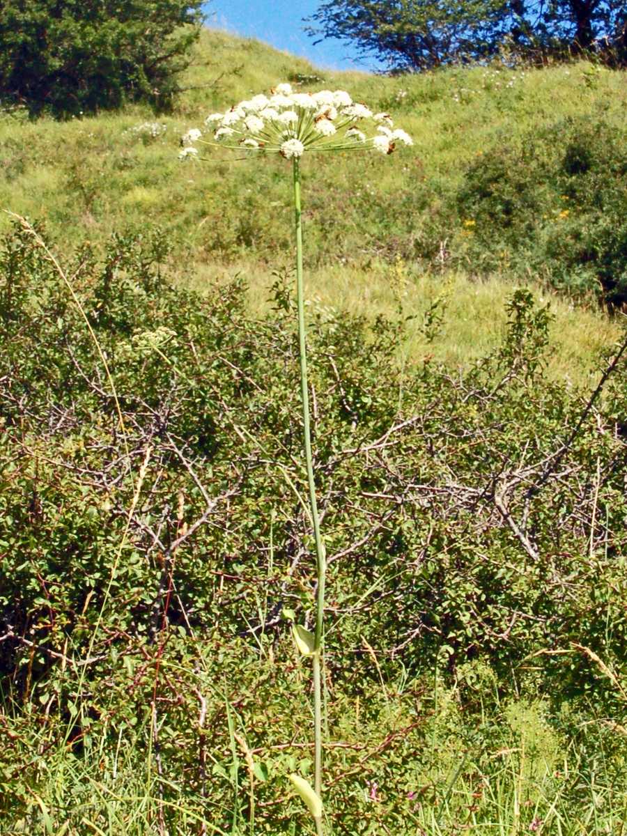 Laserpitium latifolium / Laserpizio erba nocitola